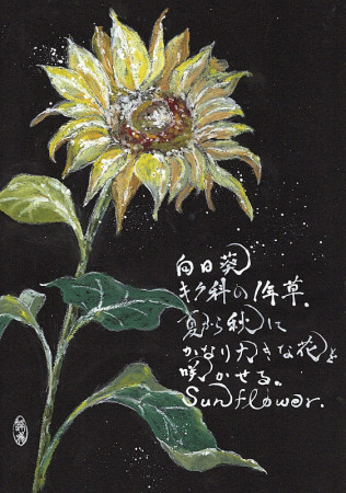 2025.7.20／向日葵／A4　297ｘ210mm